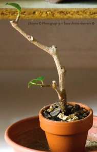 Ficus Rétusa